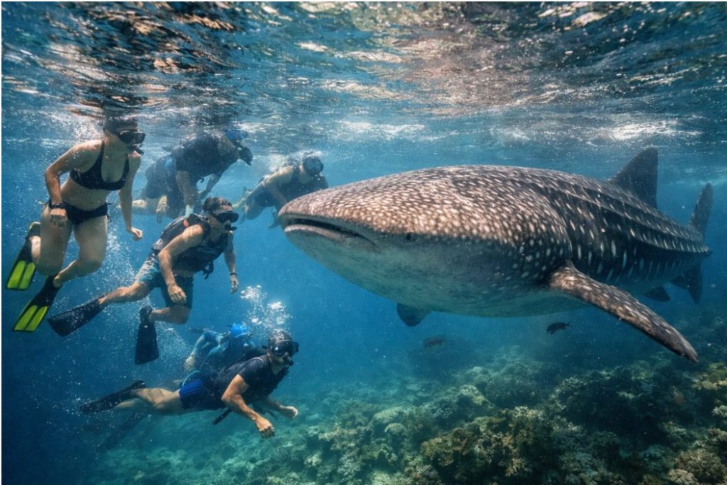 whaleshark