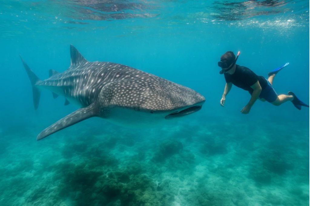 whaleshark