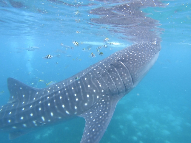 ジンベエザメ