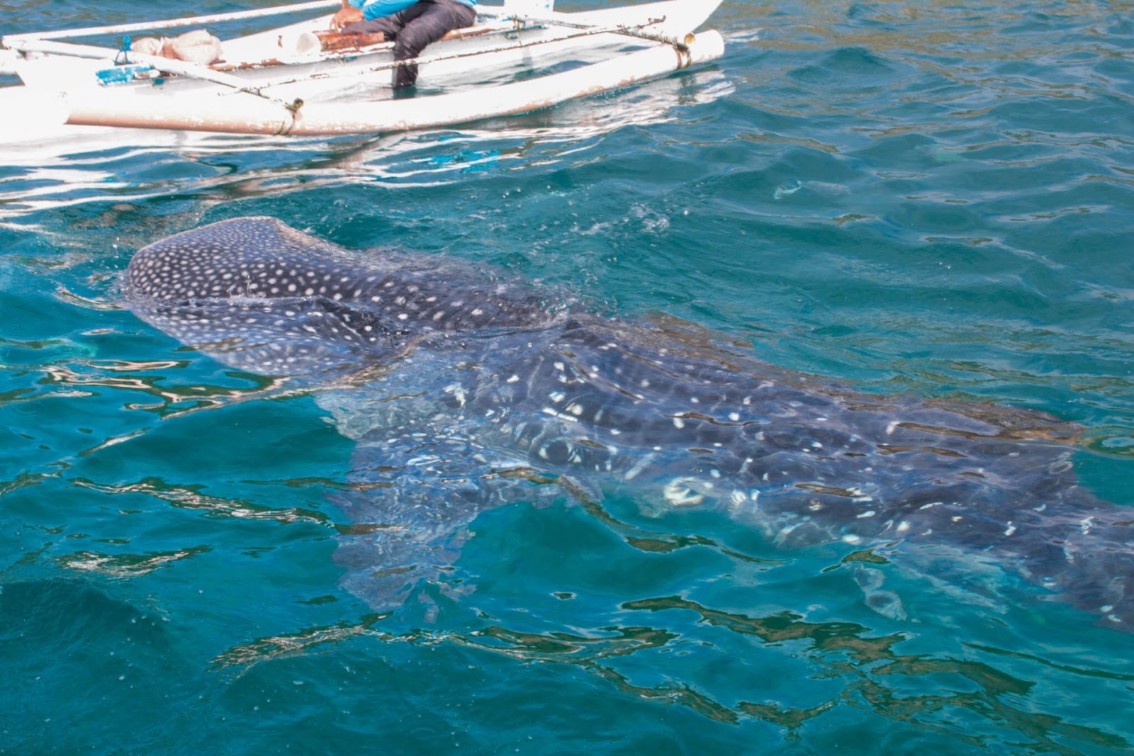 whaleshark