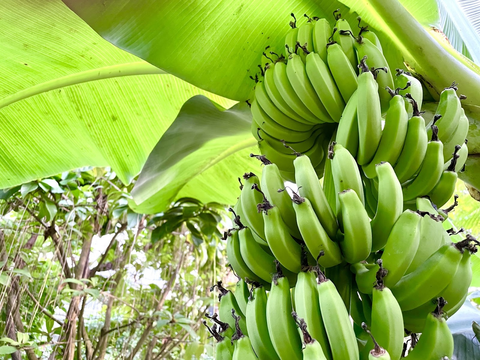 フィリピンバナナの魅力